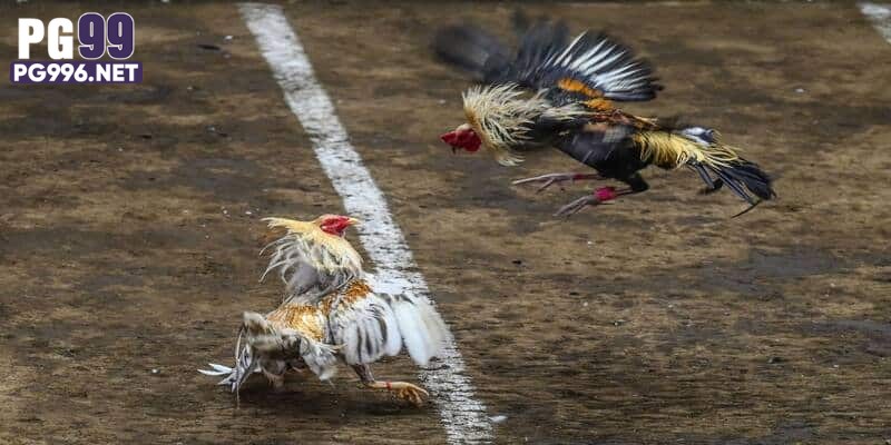 Đá gà PG99 là nền tảng cá cược trực tuyến chuyên nghiệp